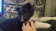 Sweet, playful and affectionate Sheltie puppy