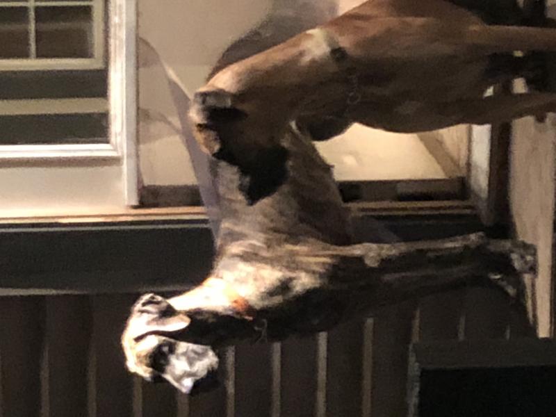 Great danes fawn brindle Image eClassifieds4u