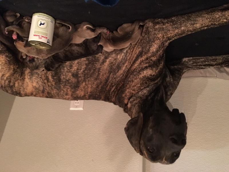 Great danes fawn brindle Image eClassifieds4u