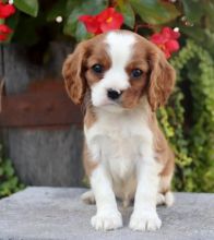 🎄🎄 Ckc ☮ 🎄 Cavalier King Charles Spaniel Puppies 🏠💕Delivery is possible🌎✈️ Image eClassifieds4U