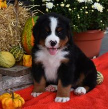 ๐๐ Ckc โฎ Male ๐ Female ๐ Bernese Mountain Dog Puppies ๐ ๐Delivery is possible๐ Image eClassifieds4U