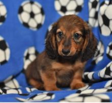 🎄🎄 Ckc ☮ Male 🐕 Female 🎄 Dachshund puppies 🏠💕Delivery is possible🌎✈️ Image eClassifieds4U