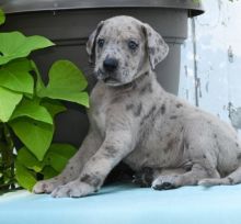 🎄🎄 Ckc ☮ Male 🐕 Female 🎄 Great Dane Puppies 🏠💕Delivery is possible🌎✈️ Image eClassifieds4U