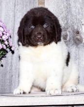🎄🎄 Ckc ☮ Male 🐕 Female 🎄 Newfoundland puppies 🏠💕Delivery is possible🌎✈️ Image eClassifieds4U