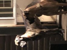 Great danes fawn brindle Image eClassifieds4u 1