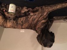 Great danes fawn brindle Image eClassifieds4u 2