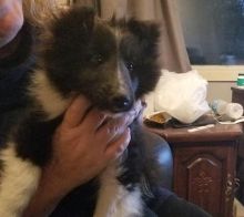 Sweet, playful and affectionate Sheltie puppy Image eClassifieds4u 3