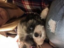 Shihtzu Bichion Cross Puppies Image eClassifieds4u 2