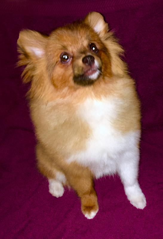 Pomeranian pups available Image eClassifieds4u