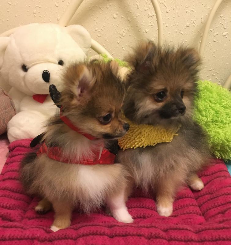 Pomeranian pups available Image eClassifieds4u