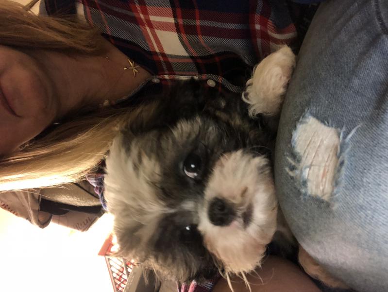 Shihtzu Bichion Cross Puppies Image eClassifieds4u