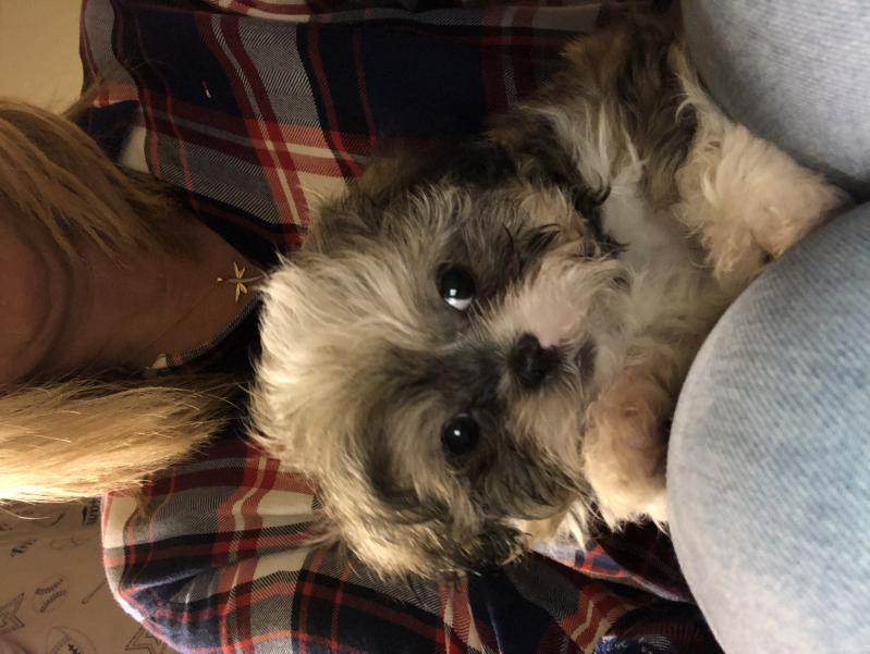Shihtzu Bichion Cross Puppies Image eClassifieds4u