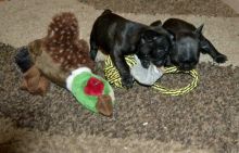 French Bulldog puppies for re homing 🏁