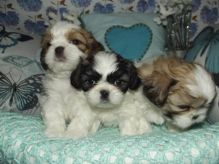 Shih Tzu Puppies Available