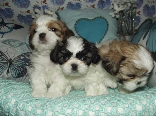 Shih Tzu Puppies Available Image eClassifieds4u