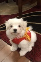 Maltese Havanese mix puppy