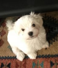 Maltese Havanese mix puppy Image eClassifieds4u 2