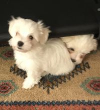 Maltese Havanese mix puppy Image eClassifieds4u 3