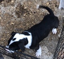 Puppies for sale Image eClassifieds4u 2