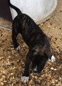 Puppies for sale Image eClassifieds4u 3