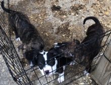 Puppies for sale Image eClassifieds4u 1