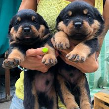 Rottweiler Puppies Available : Call or text 470-729-0284 Image eClassifieds4u 2