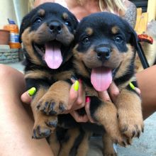 Rottweiler Puppies Available : Call or text 470-729-0284 Image eClassifieds4u 1
