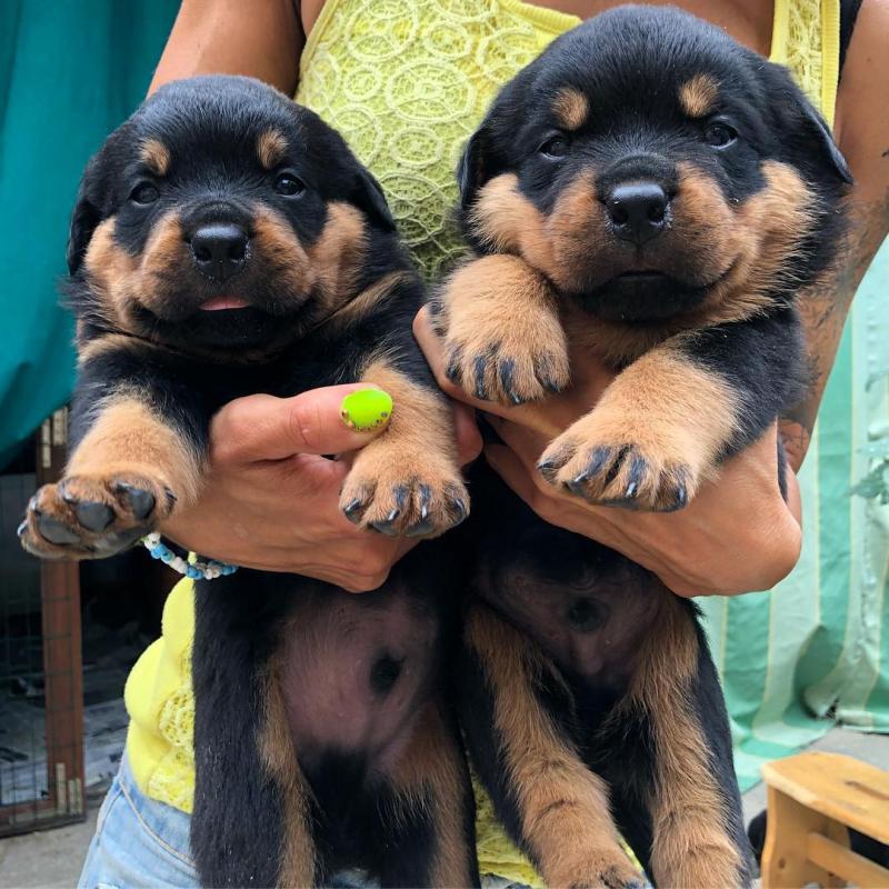 Rottweiler Puppies Available : Call or text 470-729-0284 Image eClassifieds4u