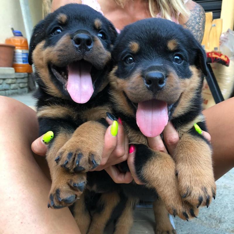 Rottweiler Puppies Available : Call or text 470-729-0284 Image eClassifieds4u