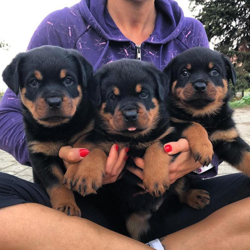 Rottweiler Puppies Available : Call or text 470-729-0284 Image eClassifieds4u