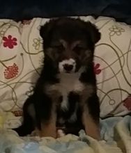 Siberian Husky Border Collie cross 8 week old Female Image eClassifieds4U