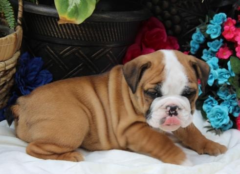 ☂️☂ Ckc ☮ Ckc English Bulldog Puppies 🏠💕 Email at us ⇛⇛ [ lagarta753@gmail.com ] Image eClassifieds4u