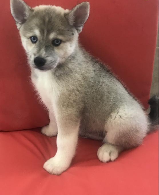 ☂️☂Remarkable Ckc Pomsky☮Puppies 🏠💕 Email at us ⇛⇛ [ lagarta753@gmail.com ] Image eClassifieds4u