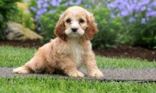 Affectionate er Spaniel Pups Ready-Text on ( 786-496-0717