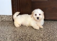 Coton De Tulear Pups Now Ready-Text on ( 605- 223- 1297)