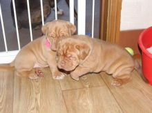 Dogue De Bordeaux Pups For Sale-Text now (605- 223- 1297