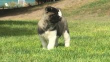 Outstanding Akita Puppies For Sale-Text on ( 605- 223- 1297)