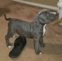 Pit Bull Terrier Pups Now Ready- Text on ( 786-496-0717