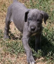 Super Cute Great Dane Puppies For Sale-Text now (786-496-0717