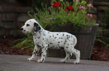 Black Spotted Dalmatian Pups For Sale.-Text now (605- 223- 1297 Image eClassifieds4U