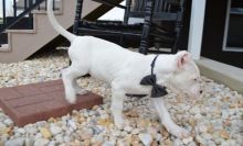 Home Raised Argentine Dogo Puppies Ready Now-Text on ( 786-496-0717 Image eClassifieds4U