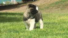 Outstanding Akita Puppies For Sale-Text on ( 786-496-0717 Image eClassifieds4U