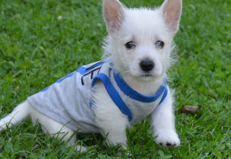 West Highland Terrier Puppies For Good Homes-Text now (786-496-0717 Image eClassifieds4u