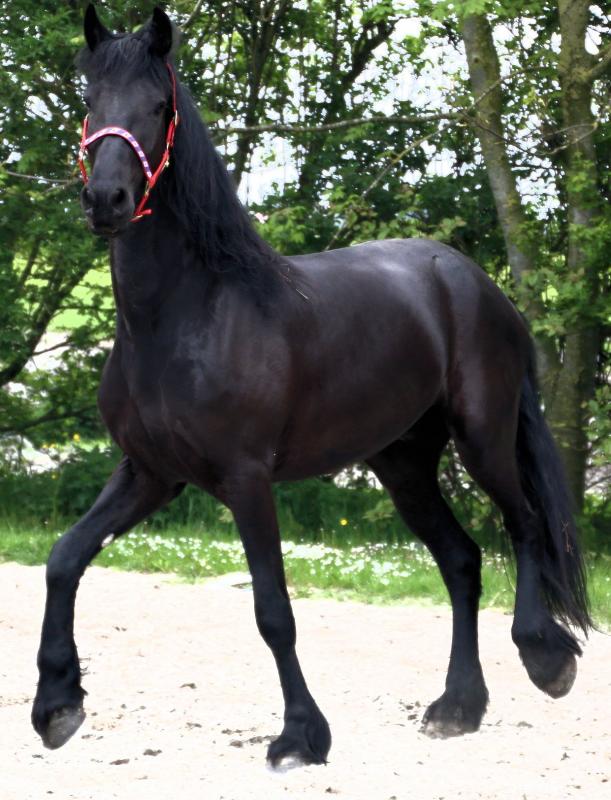 freisian horse Image eClassifieds4u