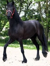 freisian horse Image eClassifieds4U