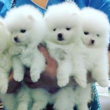 Priceless White Pomeranian Puppy For Adoption