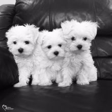 Teacup Maltese Puppies Needs a New Family