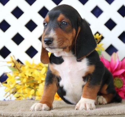 🎄🎄 Ckc ☮ Male 🐕 Female 🎄 Basset Hound Puppies 🎄🎄 Image eClassifieds4u