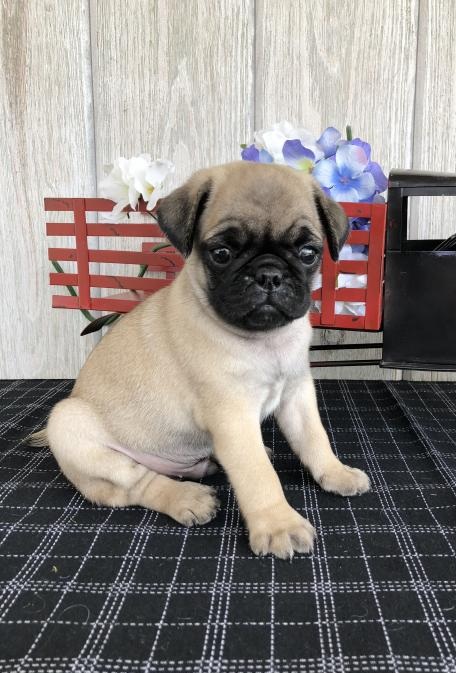 🎄🎄 Ckc ☮ Male 🐕 Female 🎄 Pug Puppies 🎄🎄 Image eClassifieds4u