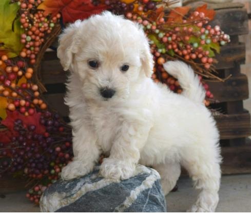 🎄🎄 Ckc ☮ Male 🐕 Female 🎄 Teacup Maltipoo Puppies 🎄🎄 Image eClassifieds4u